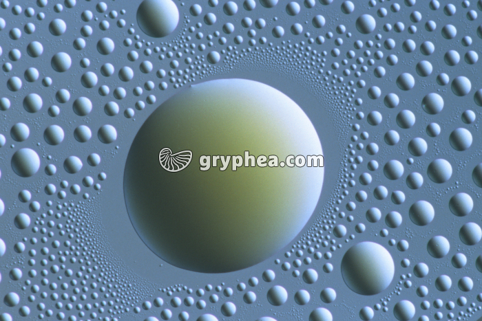 Gouttelette de Thiamine CIT x100 - gryphea.org